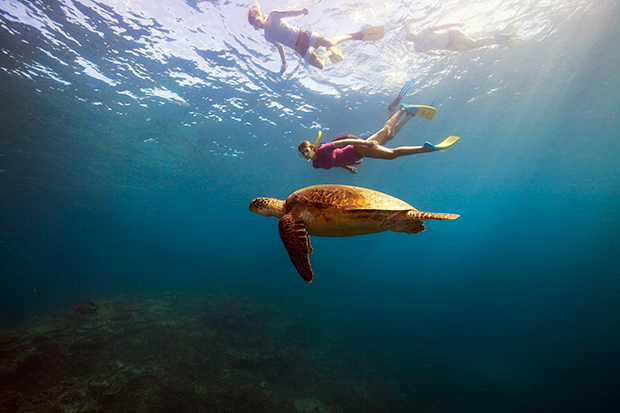 Turtles in the Great Barrier Reef